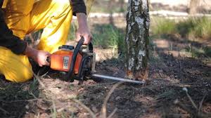 Best Tree Trimming and Pruning  in North Madison, OH